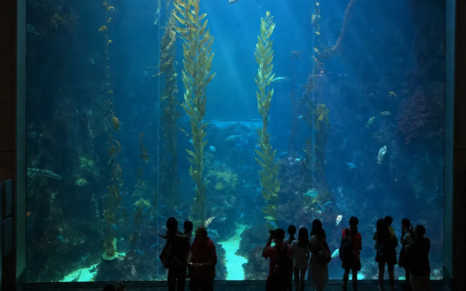 國立海洋生物博物館海藻森林展示缸