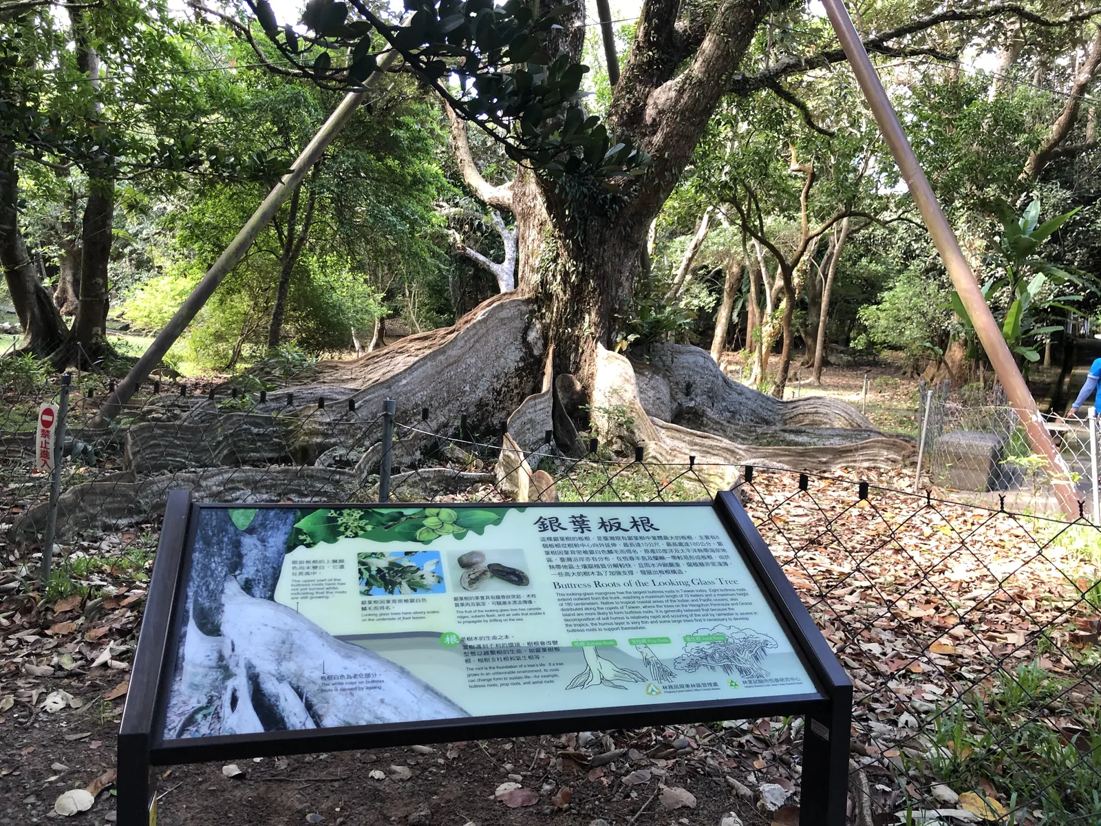 墾丁國家森林遊樂區銀葉板根與林間步道